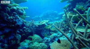 coral,ocean,underwater,sea,reef,ocean life,bbc,marine,stargazing live,marine life,aquatic,sealife