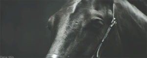 horse,black and white,wow,amazing,bw