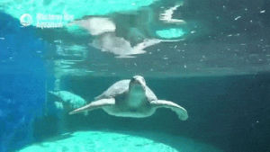 monterey bay aquarium,sea turtle,open sea,green sea turtle,open sea exhibit
