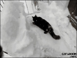 cat,animals,snow