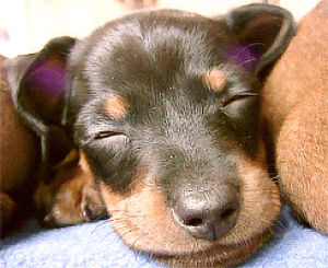 dachshund,adorable,cute,animals,animal,puppy,brown,brownblack
