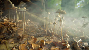 mushrooms,autumn,mist,photography,smoke,cinemagraph,fog,cinemagraphs,nature,fall,leafs,living stills