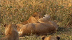 lion cub,predator,big cat,cat,animals,nature,bbc,big,lion,wild,cub,wildlife,bbc africa,feline,mammal,wild cat,wild cats,panthera leo,africa bbc