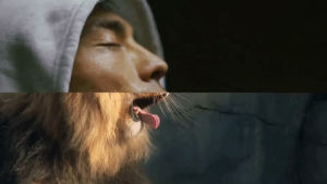 cassius,lion,yawn,pharell williams,cat power,go up