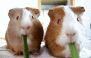 guinea pigs,food,chewing