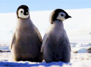 penguin,animals,walking,looking