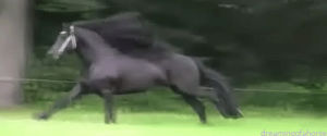 black horse,horse,horses,friesian