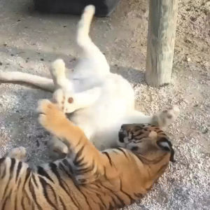 playing,tiger,lion