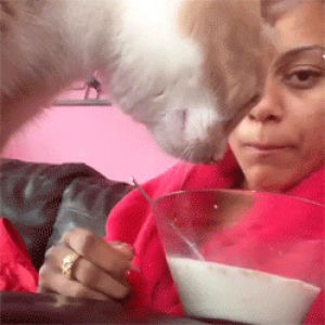 cat,eating,finger,person,get out,cereal