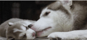 wolf,love,cute,dog,nature,puppy,pet,licking