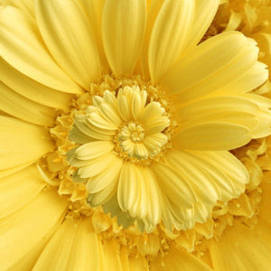 spring,flower,spiral,yellow,bloom,konczakowski