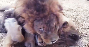 not even close,had to it,but i do have some animal blogs following me,and this video just melted me,not my usual stuff,and i fucking love lions okay