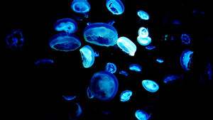 jellyfish,fascinate,sea,glow,creatures