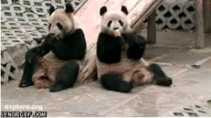 animals,food,bear,panda,best of week,nom nom nom,talk to the hand
