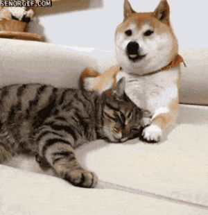 cat,shiba inu,animal friendship,dog