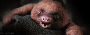 baby sloth,sleepy,sloth,cute animal,sleepy animal