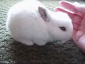 petting,rabbit,curious,sniff