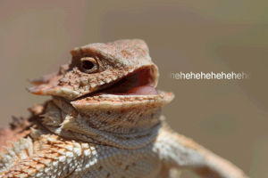 laughing,lizard,hehe