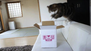 cat,jumping,falling,box,maru
