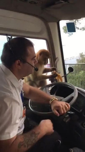 monkey,animals being jerks,lunch,driver,steals