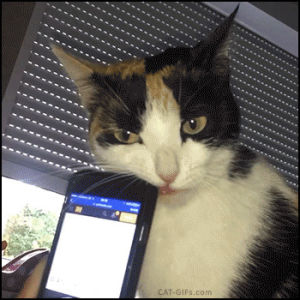 smartphone,cat,eat