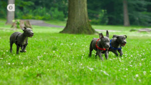slow motion,grass,baby animals,happy,dog,puppy,running,slo mo,pit bull,happy puppy