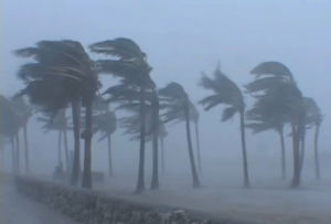 hurricane,wind,weather,storm,flooding,rain,ponchowindy,palm trees,miami