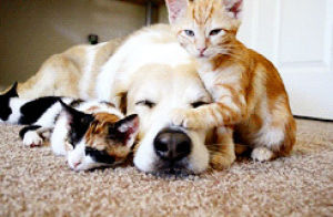 sleeping,animal friendship,cat,animals,dog