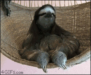 chillax,lol,animal,animals,wisdom,chill,wise,sloths,sloth,hipster,sloths of tumblr,hip,instalaugh,cool animals,so chill,wise animals