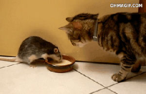 funny,cat,food,animal,eating,mouse,milk,sharing,stealing