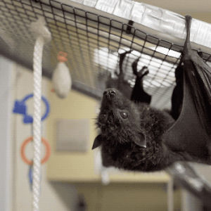 fruit bat,cute,animals,bat,san diego zoo,animal