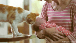 infant,cat,baby,mom