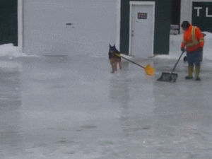 dog,help,shovel