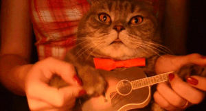 cat,cats,guitar,meow