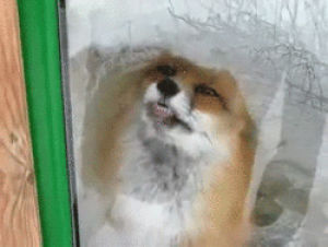 lick,funny,animals,fox,window