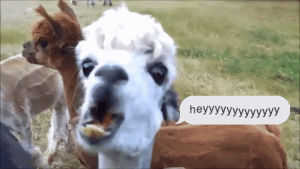 llama,whats up,hello,hey,chuber