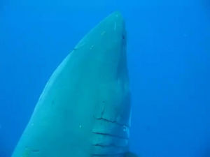 shark,giant,huge,great white shark