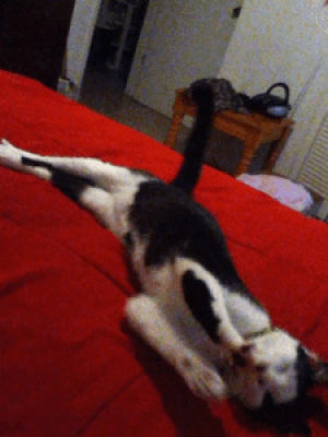 sleepy cat,kitty,yawn,stretch,black and white cat