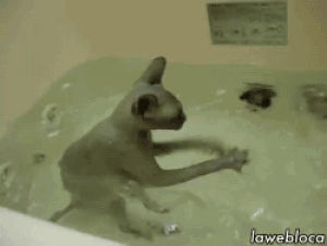 cat,animals,bath