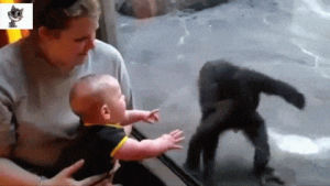 chimp,attack,baby,monkey,animals being jerks