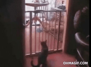 cat,funny,animals,jump,jumping,like a boss,escape,gate,straight,hurdle,high jump