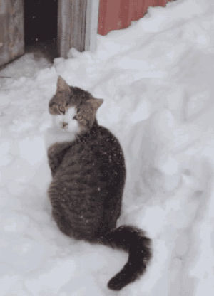 cat,snow,animals