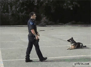 car,police,dog