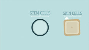 stem cells,science,biology,education