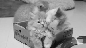 get well,feel better,black and white,cats,box,kittens,hugging
