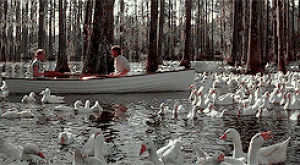 swan,the notebook,swans,rowing,rachel mcadams,ryan gosling,mcgosling,nick cassavetes,row boat