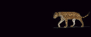 leopard,transparent
