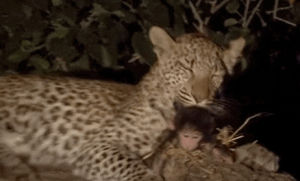 baby,from,break,save,hunting,leopard,mothering,takes