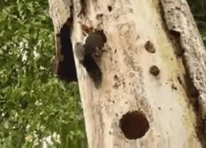 Woodpecker Niagara Gif Find On Gifer