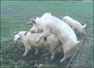Pig whatever mating GIF on GIFER - by Terdred
